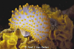 Yellow variant of a gas flame nudibranch by Peet J Van Eeden 